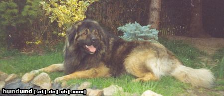 Kaukasischer Schäferhund Sohn von Husar vom Sieglitzer Berg
