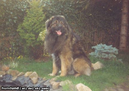 Kaukasischer Schäferhund Hunde Foto 14816 in höherer Auflösung ansehen Kaukasischer Schäferhund Sohn von Husar vom Sieglitzer Berg