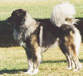 Kaukasischer Schäferhund Hunde Foto 74 Kaukasischer Schäferhund