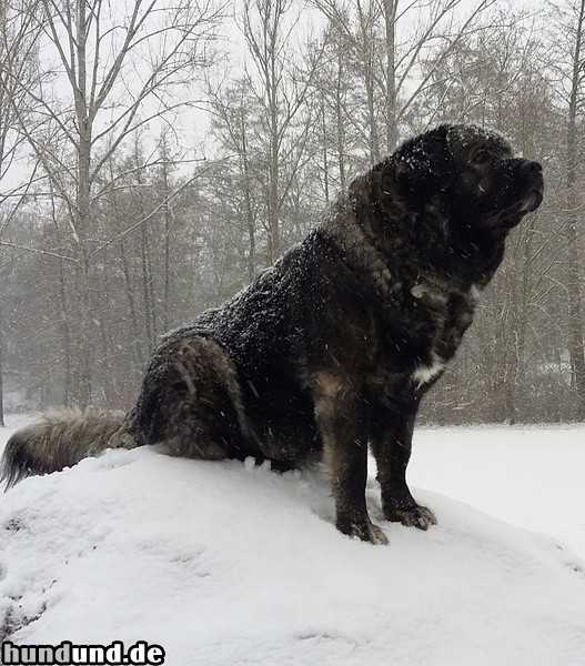 Kaukasischer Schäferhund Annuschka liebt den Schnee, und sucht sich immer einen Ausguck, um den Ueberblick zu behalten