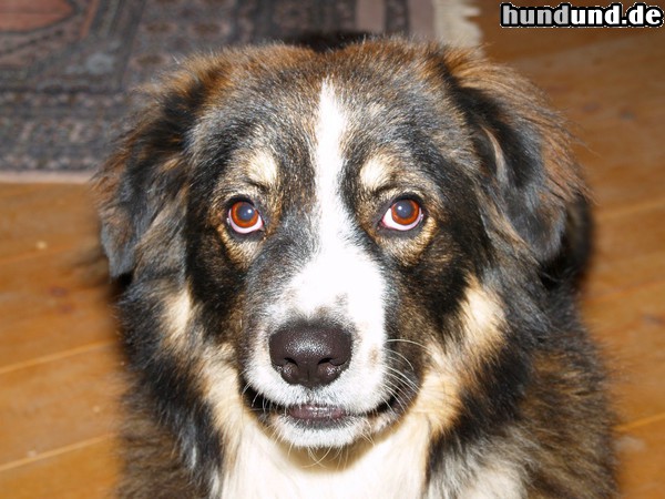 Kaukasischer Schäferhund Nestor möchte auch aufs Foto