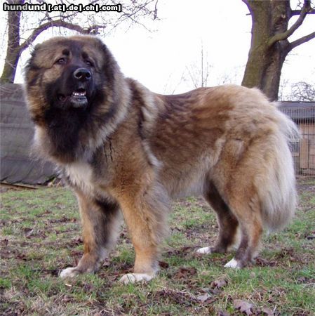 Kaukasischer Schäferhund Hunde Foto 19939 in höherer Auflösung ansehen Kaukasischer Schäferhund Lara 2 Jahre