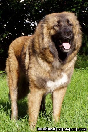 Kaukasischer Schäferhund CHALA LARA - 14 Monate