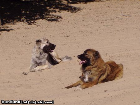 Kaukasischer Schäferhund Hunde Foto 14803 in höherer Auflösung ansehen Kaukasischer Schäferhund LARA und ARIEL, 2 Hündinnen