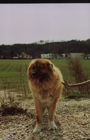 Kaukasischer Schäferhund Hunde Foto 33659 in höherer Auflösung ansehen Kaukasischer Schäferhund Nika aus Linz/Österreich