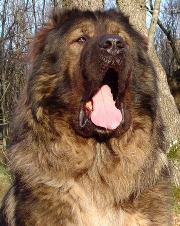 Kaukasischer Schäferhund Hunde Foto 36799 in höherer Auflösung ansehen Kaukasischer Schäferhund Arpaduti Veszedelem BALI - International Champion, Multichampion, Champion of Croatia, Champion of Slovenia, Candidate Champion of Italy, Candidate Champion of Austria, Junior Champion of Croatia, Junior Winner of Hungary, Double ALPE ADRIA Winner, Best Puppy of Club Show in Italy, Winner of Croatia, Winner of Austria, Winner of Italy, Winner of Slovenia, Multi Best Male in Breed, Multi Best of Breed Winner (Felvideki Halhatatlan AWTAWESZ - Samanhegyi Vitez CSUCSU).
