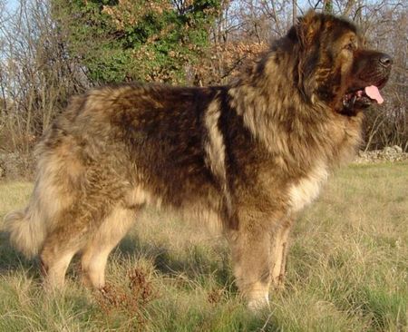 Kaukasischer Schäferhund Hunde Foto 36800 in höherer Auflösung ansehen Kaukasischer Schäferhund Arpaduti Veszedelem BALI - International Champion, Multichampion, Champion of Croatia, Champion of Slovenia, Candidate Champion of Italy, Candidate Champion of Austria, Junior Champion of Croatia, Junior Winner of Hungary, Double ALPE ADRIA Winner, Best Puppy of Club Show in Italy, Winner of Croatia, Winner of Austria, Winner of Italy, Winner of Slovenia, Multi Best Male in Breed, Multi Best of Breed Winner (Felvideki Halhatatlan AWTAWESZ - Samanhegyi Vitez CSUCSU).