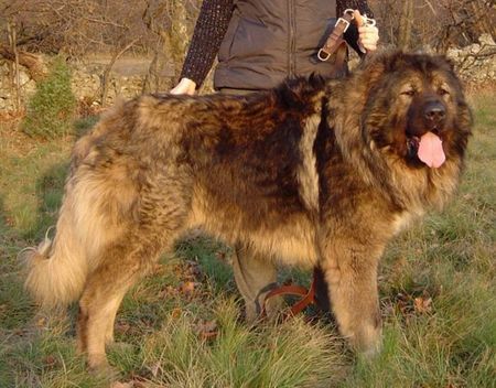 Kaukasischer Schäferhund Arpaduti Veszedelem BALI - International Champion, Multichampion, Champion of Croatia, Champion of Slovenia, Candidate Champion of Italy, Candidate Champion of Austria, Junior Champion of Croatia, Junior Winner of Hungary, Double ALPE ADRIA Winner, Best Puppy of Club Show in Italy, Winner of Croatia, Winner of Austria, Winner of Italy, Winner of Slovenia, Multi Best Male in Breed, Multi Best of Breed Winner (Felvideki Halhatatlan AWTAWESZ - Samanhegyi Vitez CSUCSU).