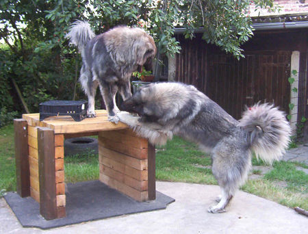 Kaukasischer Schäferhund Hunde Foto 32749 in höherer Auflösung ansehen Kaukasischer Schäferhund Chern´ka und Belaja