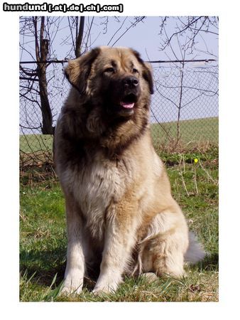 Kaukasischer Schäferhund Hunde Foto 5005 Kaukasischer Schäferhund PAN von Inguri, 6 Jahre