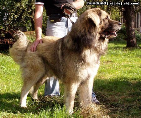 Kaukasischer Schäferhund Pascha von Inguri 