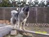 Kaukasischer Schäferhund Hund
