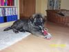 Kaukasischer Schäferhund Hund