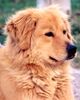 Kaukasischer Schäferhund Hund