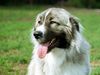 Kaukasischer Schäferhund Hund