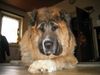 Kaukasischer Schäferhund Hund