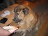 Kaukasischer Schäferhund Hund