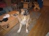 Kaukasischer Schäferhund Hund