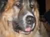 Kaukasischer Schäferhund Hund
