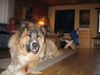 Kaukasischer Schäferhund Hund