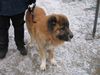 Kaukasischer Schäferhund Hund