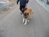 Kaukasischer Schäferhund Hund