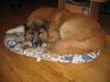 Kaukasischer Schäferhund Hund