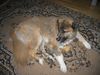 Kaukasischer Schäferhund Hund