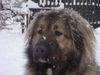 Kaukasischer Schäferhund Hund