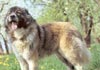 Kaukasischer Schäferhund Hund
