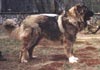 Kaukasischer Schäferhund Hund