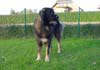 Kaukasischer Schäferhund Hund