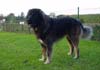 Kaukasischer Schäferhund Hund