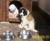Kaukasischer Schäferhund Hund