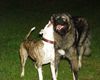 Kaukasischer Schäferhund Foto: Mein Balu und seine Freundin Gina beim toben (ID 23263) Kaukasischer Schäferhund Hund