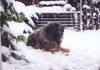 Kaukasischer Schäferhund Hund