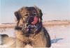 Kaukasischer Schäferhund Hund