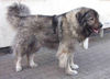 Kaukasischer Schäferhund Foto: Belaja von der alten Dorfschule (ID 32662) Kaukasischer Schäferhund Hund