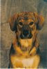 Kaukasischer Schäferhund Foto: Benji, Mischling aus Kaukase und Terrier (ID 22278) Kaukasischer Schäferhund Hund