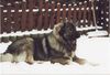 Kaukasischer Schäferhund Hund