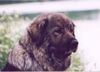 Kaukasischer Schäferhund Hund