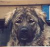Kaukasischer Schäferhund Hund