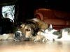 Kaukasischer Schäferhund Hund