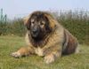 Kaukasischer Schäferhund Hund