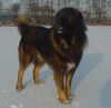 Kaukasischer Schäferhund Hund