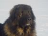 Kaukasischer Schäferhund Hund