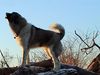 Kaukasischer Schäferhund Hund