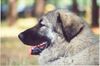 Kaukasischer Schäferhund Hund