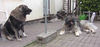 Kaukasischer Schäferhund Foto: Anuschka,Belaja und Chern´ka von der alten Dorfschule (ID 32663) Kaukasischer Schäferhund Hund