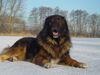 Kaukasischer Schäferhund Hund